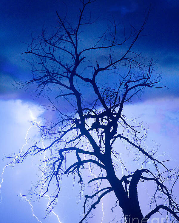 James Bo Insogna Poster featuring the photograph Lightning Tree Silhouette Portrait by James BO Insogna