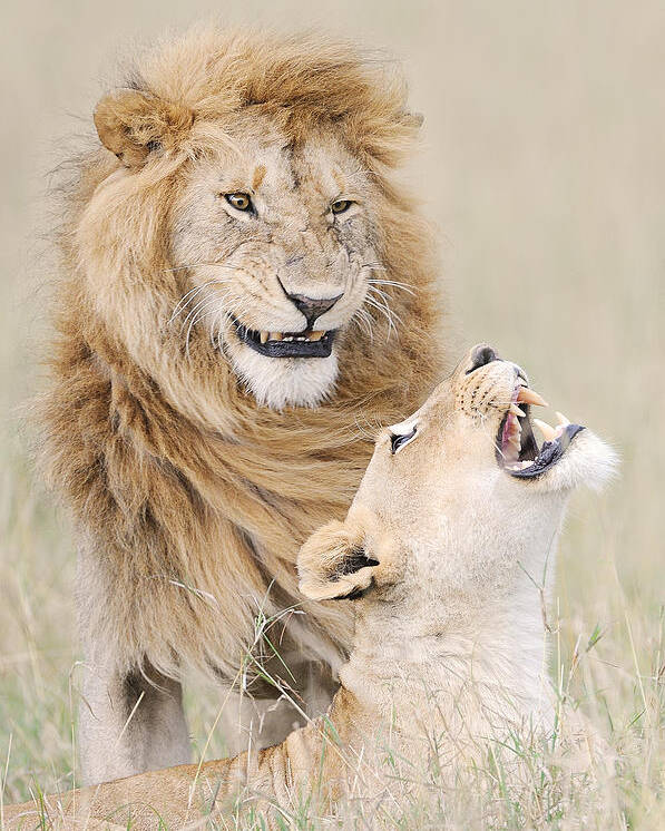Wildlife Poster featuring the photograph Lion Lover by Muriel Vekemans