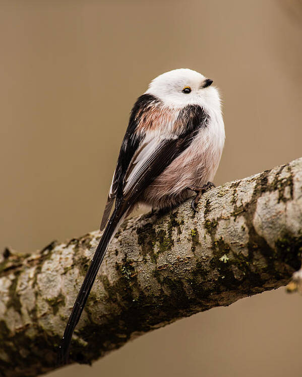 Long-tailed Tit Poster featuring the photograph Long-tailed tit on the oak branch by Torbjorn Swenelius
