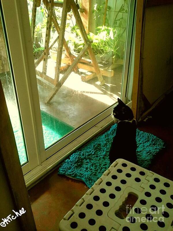 Cat Poster featuring the photograph Looking Outside by Sukalya Chearanantana