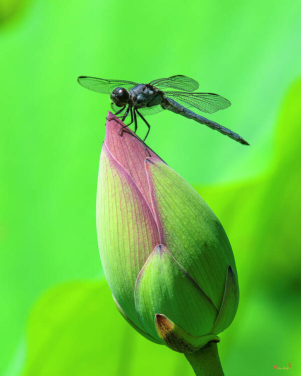 Lotus Poster featuring the photograph Lotus Bud and Slaty Skimmer Dragonfly DL0105 by Gerry Gantt