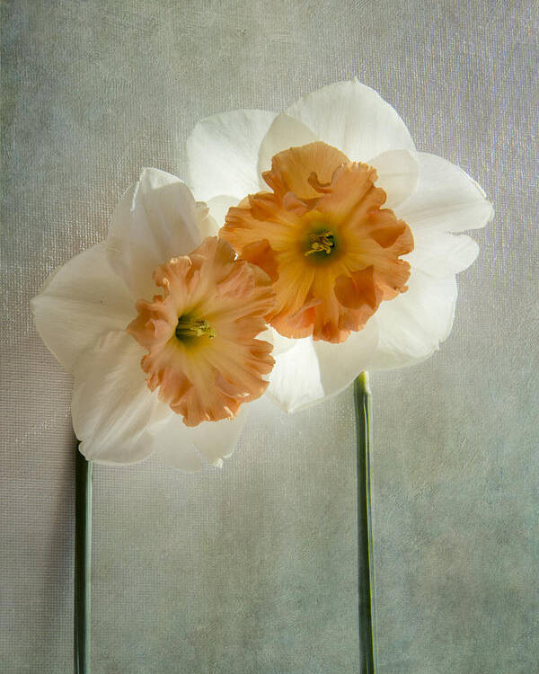 Daffodil Poster featuring the photograph Love In Bloom by Marina Kojukhova
