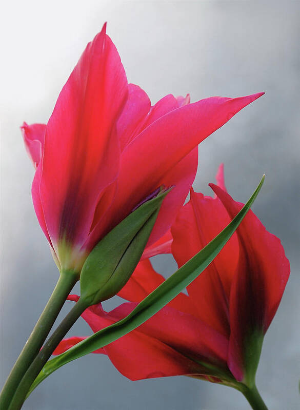 Tulips Poster featuring the photograph Love by Rona Black
