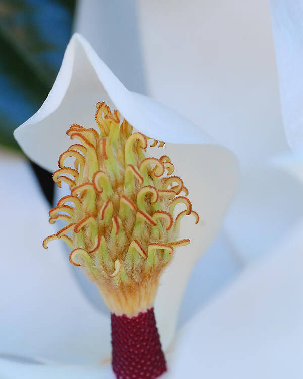 Flower Poster featuring the photograph Magnolia Blossom 1 by Amy Fose