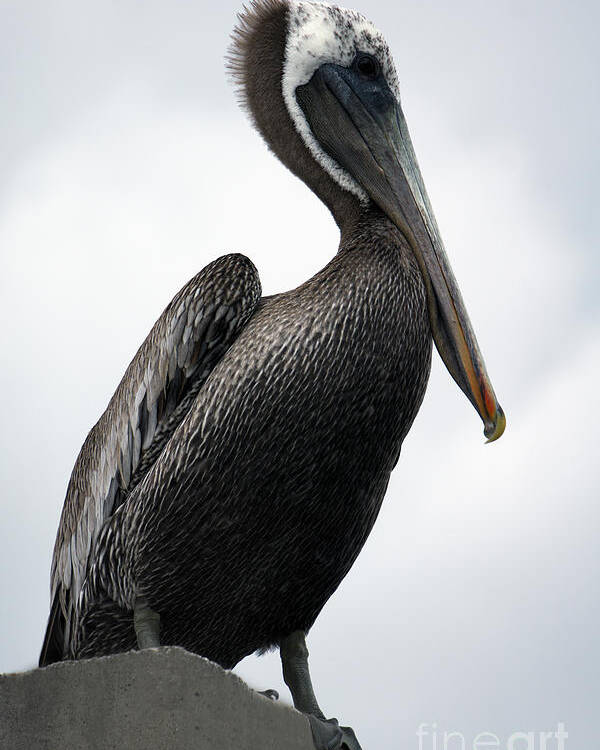 Animal Poster featuring the photograph Majestic Pelican Photography A10317R by Mas Art Studio