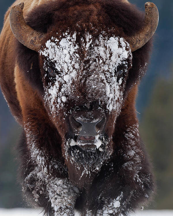 Mark Miller Photos Poster featuring the photograph Masked Bison II by Mark Miller