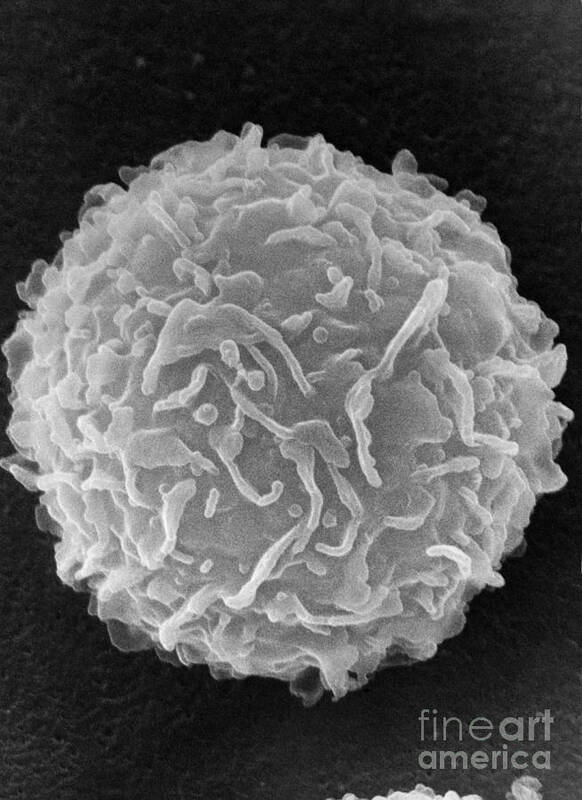 Biology Poster featuring the photograph Mast Cell SEM by Don Fawcett and E Shelton and Photo Researchers