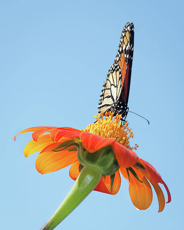 Award Winner Poster featuring the photograph Monarch I by Dawn Currie