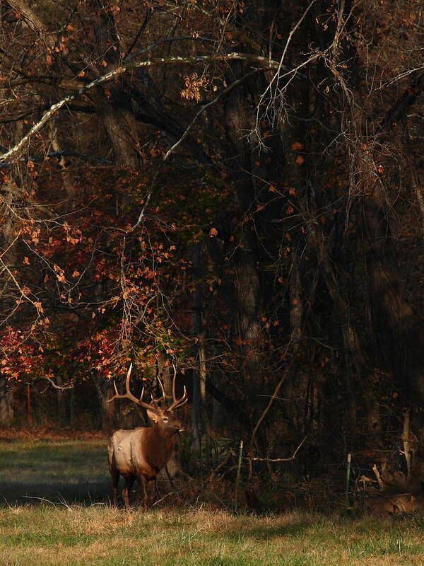 Bull Elk Poster featuring the photograph Monarch Joins the Rut by Michael Dougherty