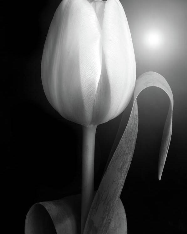 Tulips Poster featuring the photograph Monochrome Tulip portrait by Terence Davis