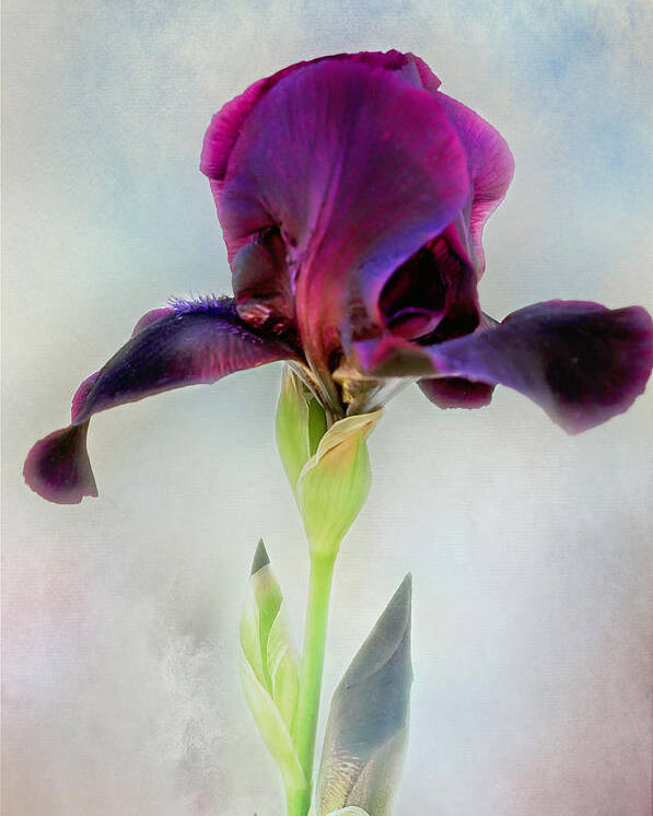 Black Iris Print Poster featuring the photograph Mystical Black Iris Print by Gwen Gibson