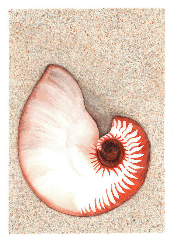 Nautilus Poster featuring the painting Nautilus Shell by Hilda Wagner
