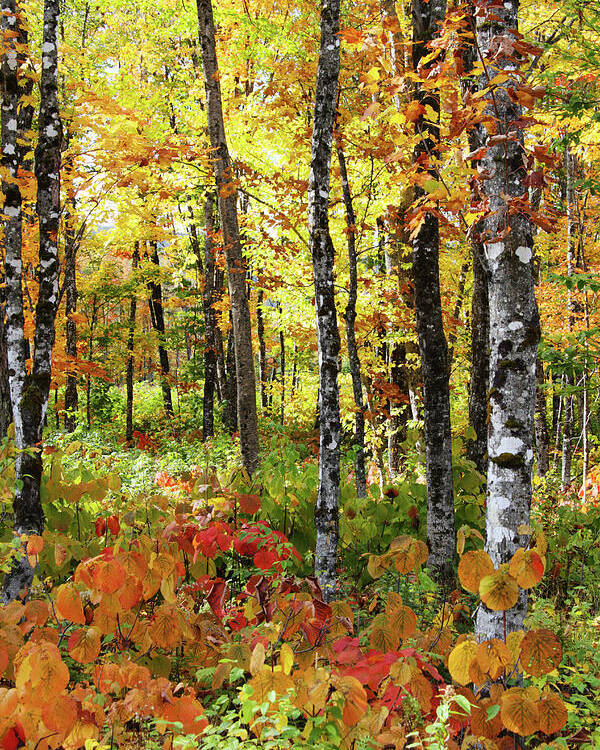 Photography Poster featuring the photograph North Woods Trees #6 by Brett Pelletier