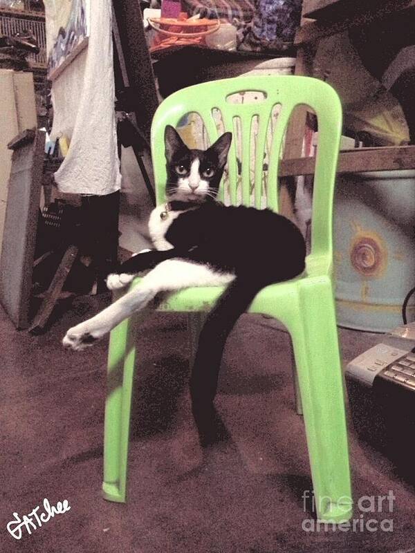 Cat Poster featuring the photograph On A Chair by Sukalya Chearanantana