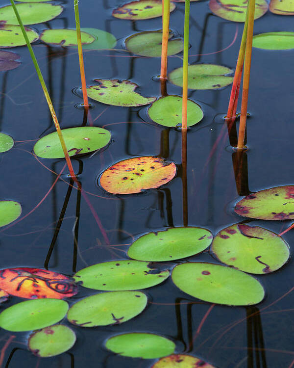 Lily Pad Poster featuring the photograph Orange and Green Water Lily Pads by Juergen Roth