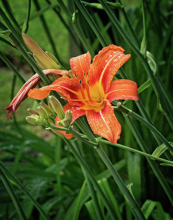 Orange Tiger Lily Portrait Poster featuring the photograph Orange Tiger Lily Portrait by Gwen Gibson