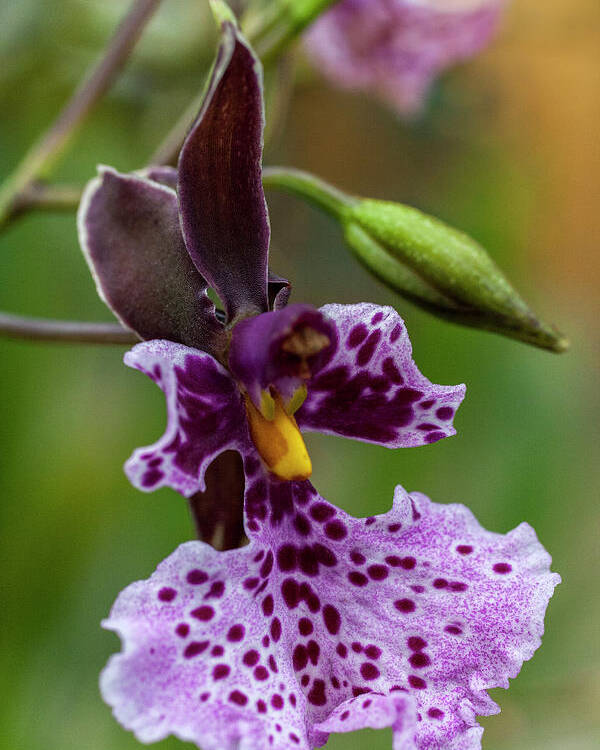 Orchid Poster featuring the photograph Orchid - Caucaea rhodosticta by Heiko Koehrer-Wagner