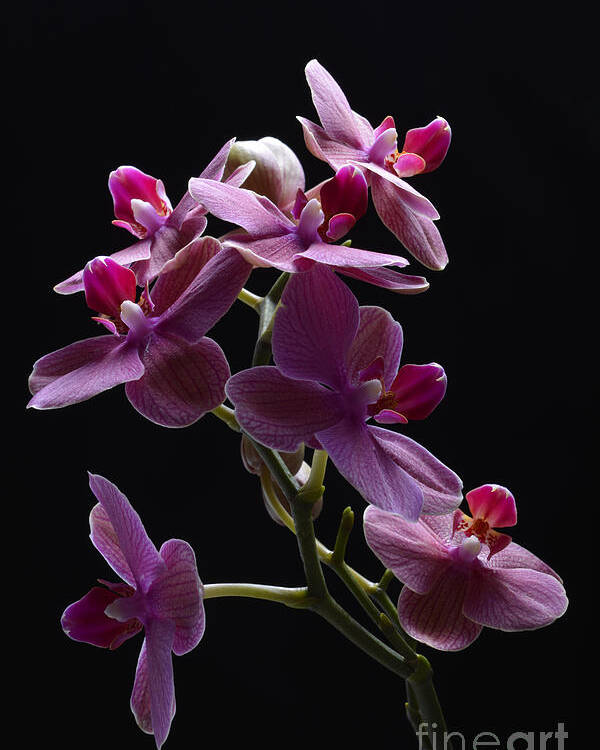 Orchid Poster featuring the photograph Orchid in flight by Robert WK Clark