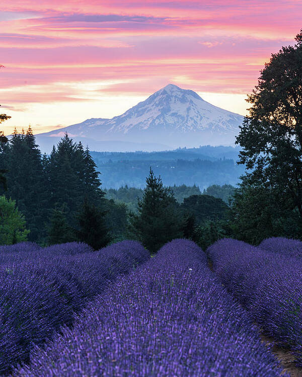 Plant;lavender;farm;mt Hood;oregon Lavender Farm Poster featuring the digital art Oregon Lavender Farm by Michael Lee