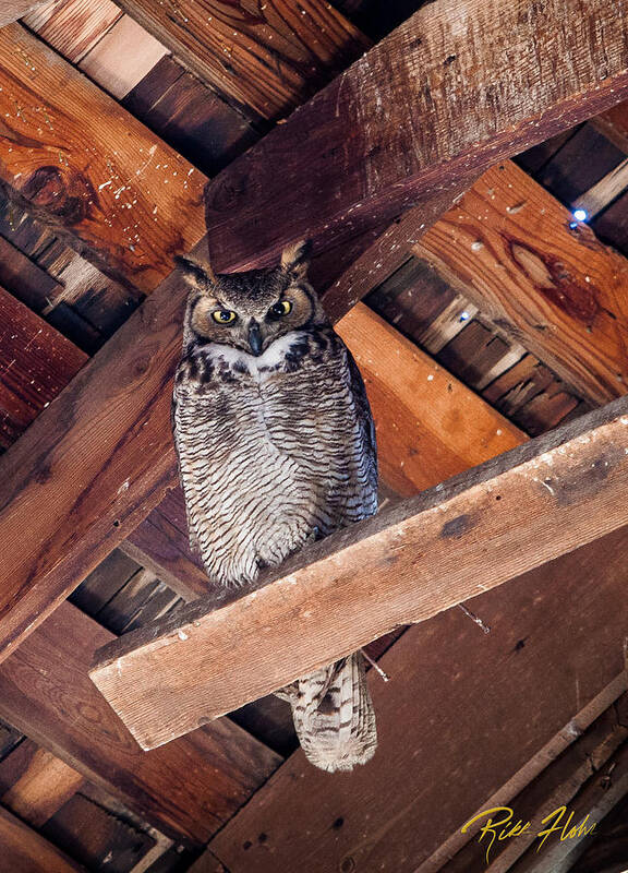 Animals Poster featuring the photograph Owl in a Barn by Rikk Flohr
