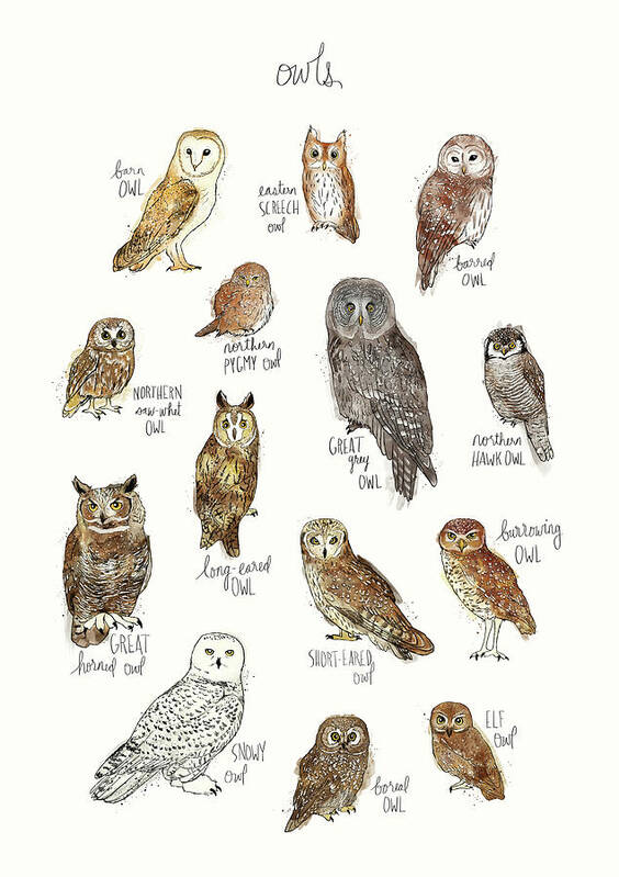 Owl Poster featuring the painting Owls by Amy Hamilton