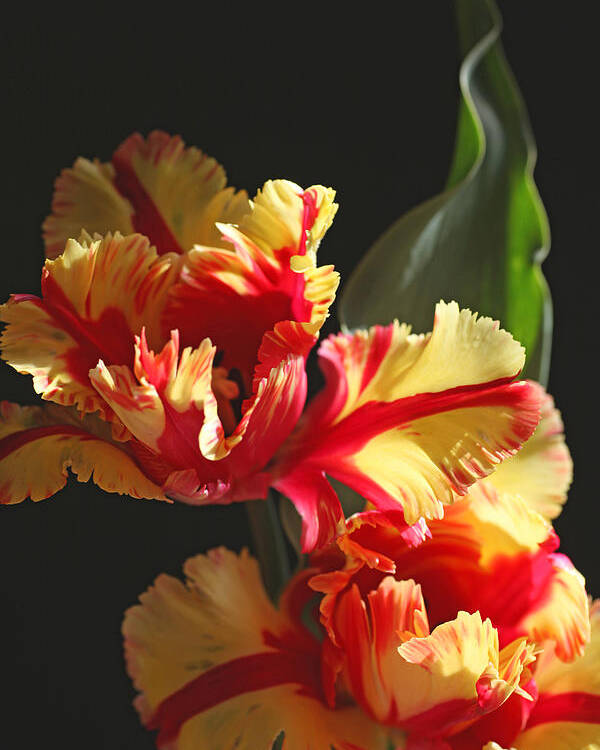 Tulip Poster featuring the photograph Parrot Tulip by Tammy Pool
