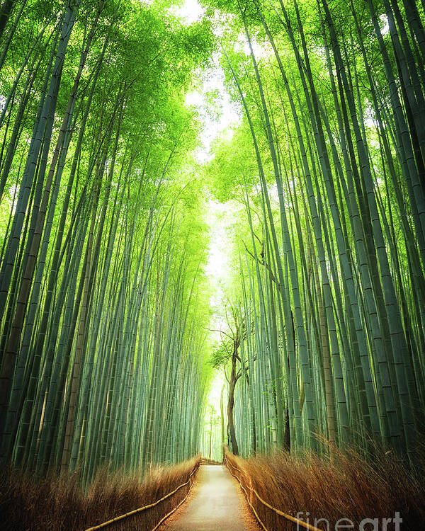 Bamboo Poster featuring the photograph Pathway through the bamboo grove Kyoto by Jane Rix