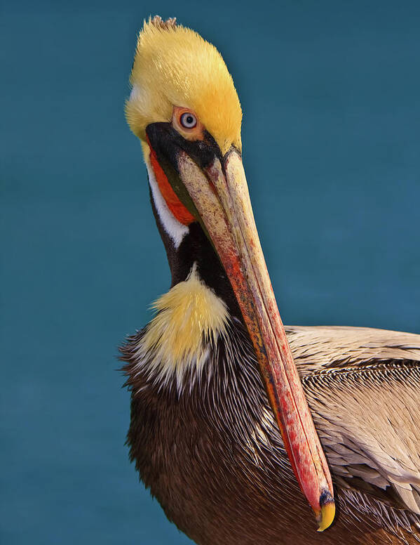 Pelican Poster featuring the photograph Pelican by Beth Sargent