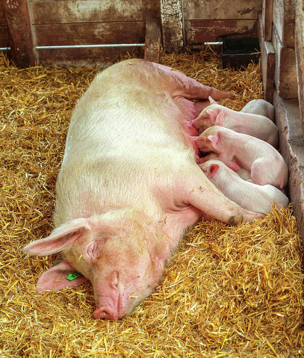 Agriculture Poster featuring the photograph Piglets Nursing in Barn by Tom Potter