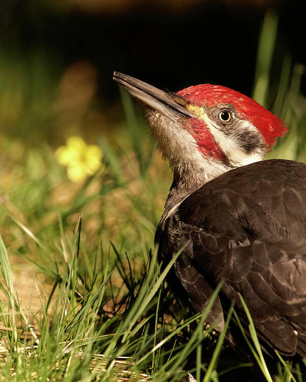 Bird Poster featuring the photograph Pileated Woodpecker by Loni Collins