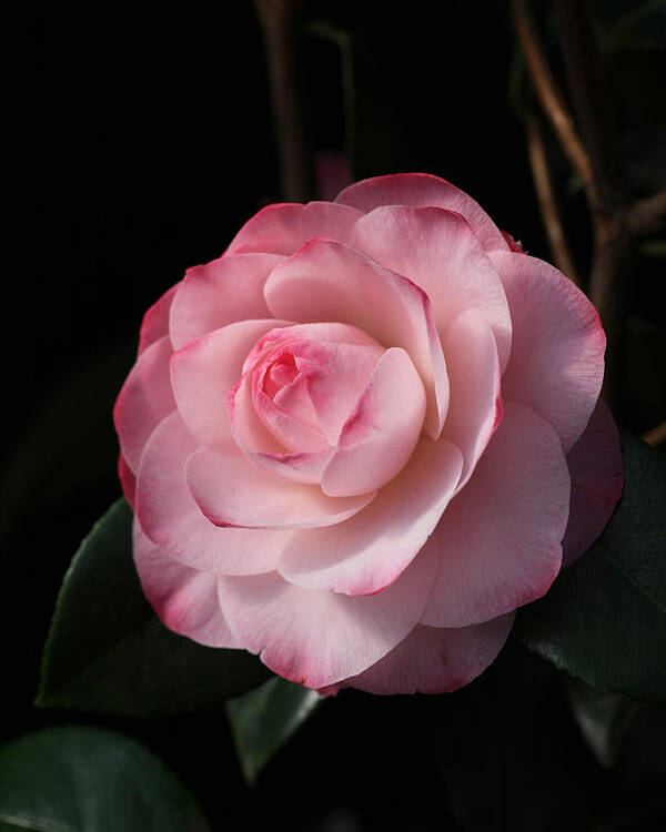 Pink Poster featuring the photograph Pink Beauty Camellia by Tammy Pool