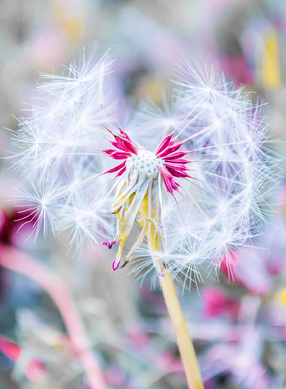 Pink Poster featuring the photograph Pink Dandelion by Parker Cunningham