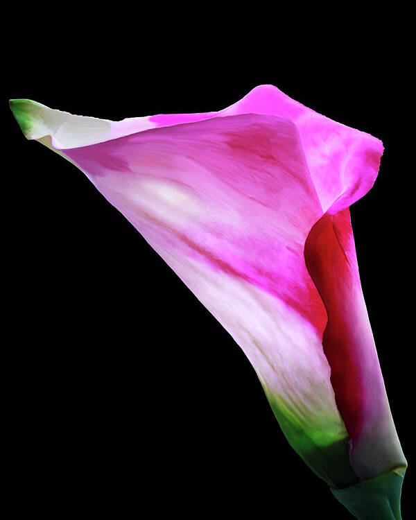 Flower Poster featuring the photograph Pink Pitcher by Mike Stephens