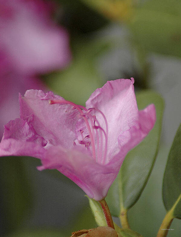 Rhododendron Poster featuring the photograph Pink Rhododendron 20 by Frank Mari