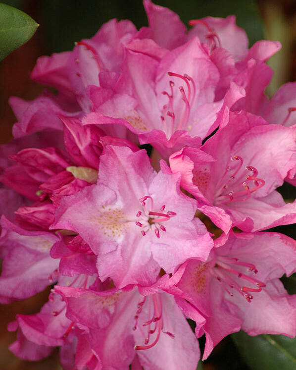 Rhododendron Poster featuring the photograph Pink Rhododendron 21 by Frank Mari
