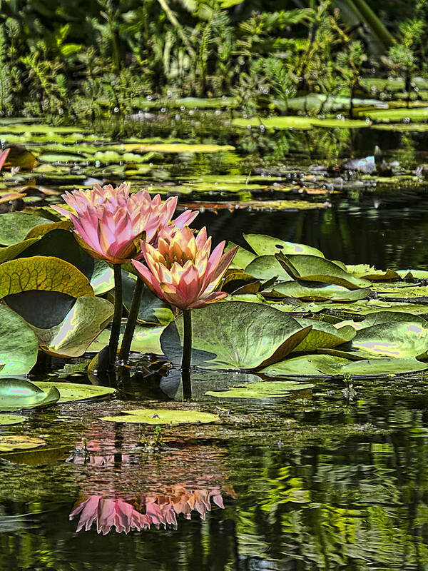 Water Poster featuring the photograph Pink Water Lily Reflections by Bill Barber