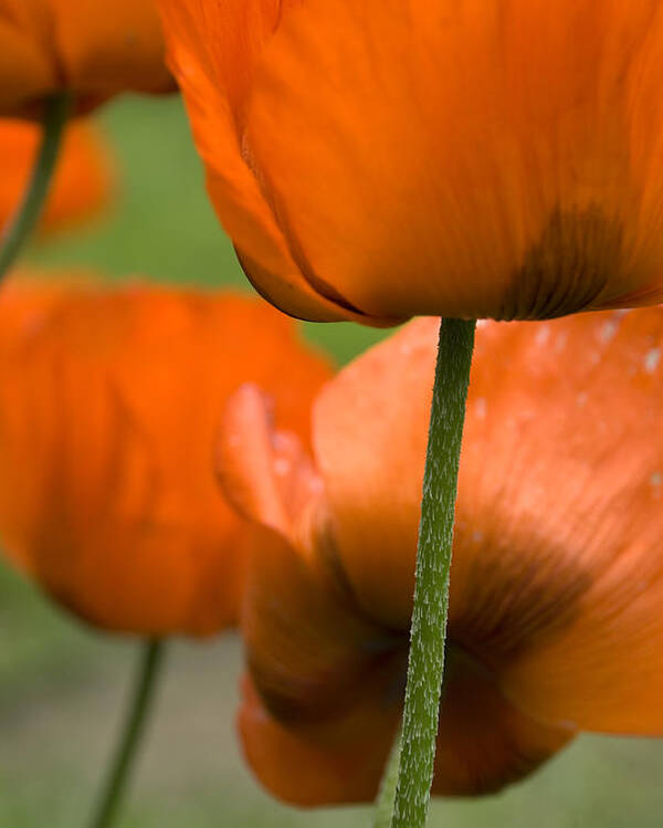 Orange Poster featuring the photograph Poppies by Jessica Wakefield