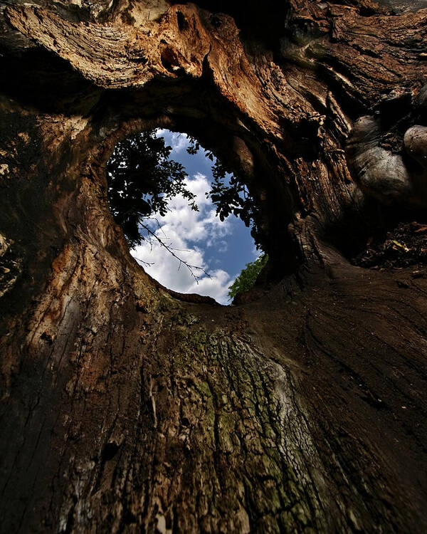Tree Poster featuring the photograph Portal by Neil Shapiro