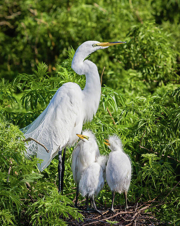 Ardea Alba Poster featuring the photograph Proud Momma by Dawn Currie