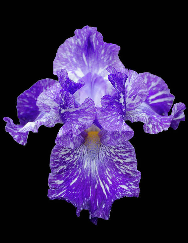 Iris Poster featuring the photograph Purple Streaker by GeeLeesa Productions
