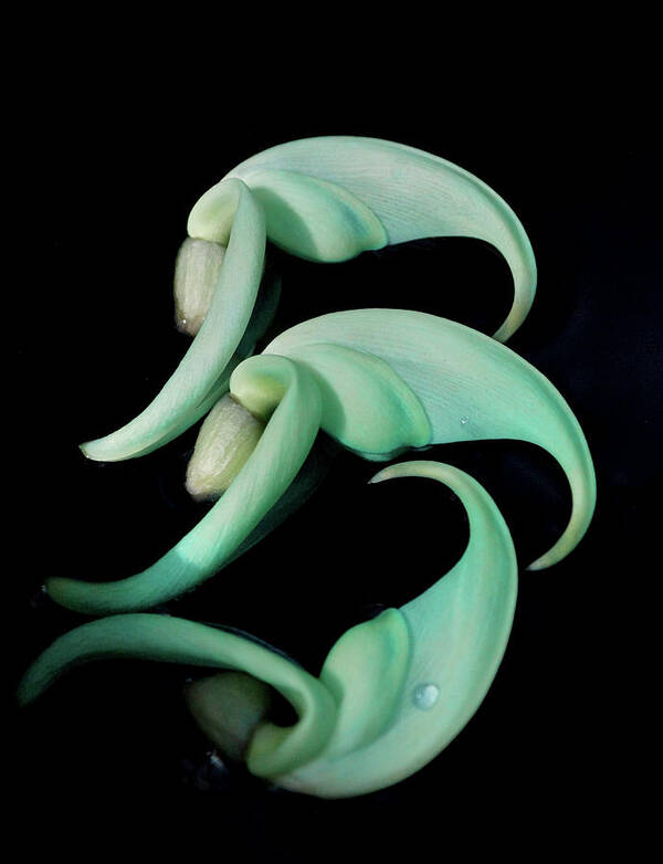 Jade Vine Poster featuring the photograph Rare Orchid Petals by Cate Franklyn