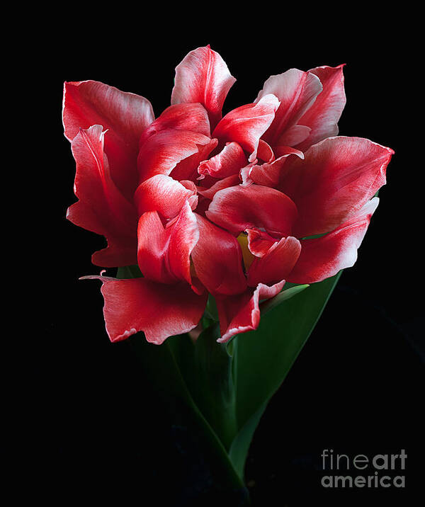Flower Poster featuring the photograph Rare Tulip Willemsoord by Ann Jacobson