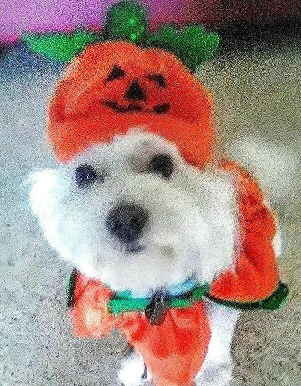 Coton De Tulear Poster featuring the photograph Really Halloween by Suzanne Berthier