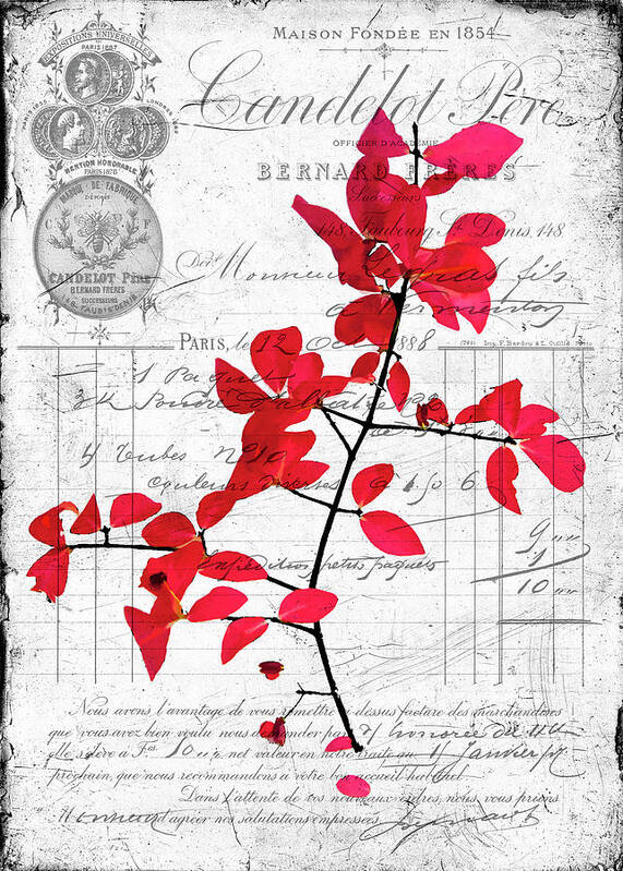 Black Poster featuring the photograph Red Leaves by Cathy Kovarik