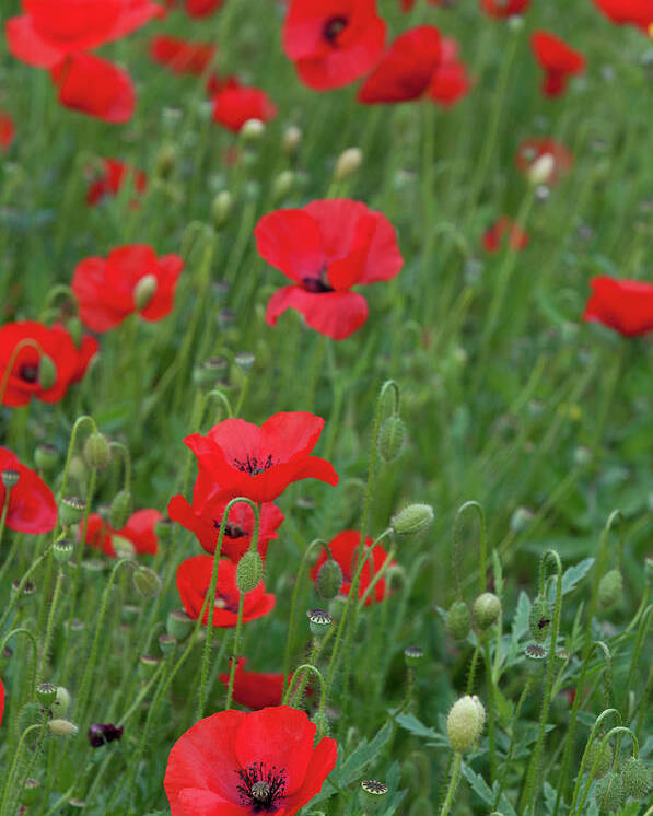 Poppy Poster featuring the photograph Red poppie anemone field by Michalakis Ppalis