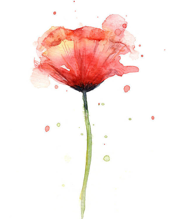 Watercolor Poppy Poster featuring the painting Red Poppy Watercolor by Olga Shvartsur