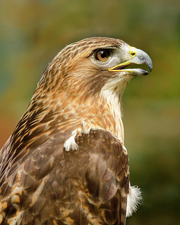 Animal Poster featuring the photograph Red-Tailed Hawk Close-up by Ann Bridges