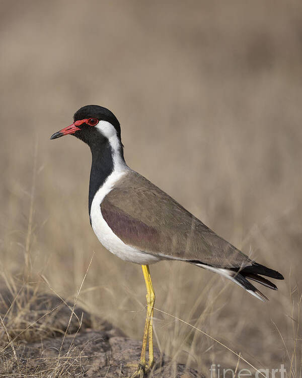 Red-wattled Lapwing Poster featuring the photograph Red-wattled Lapwing by Bernd Rohrschneider/FLPA