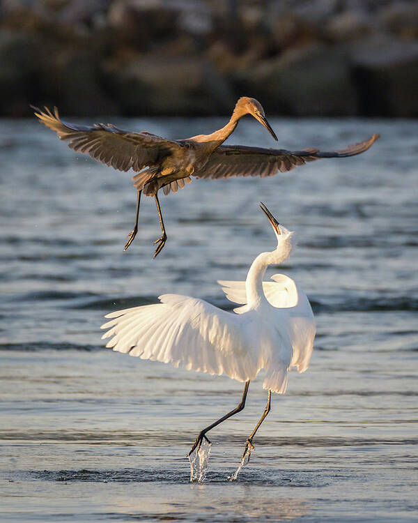  Poster featuring the photograph Reddish Egret Confrontation by Dawn Currie