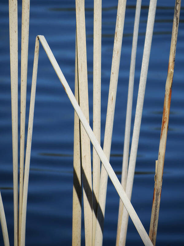 Water Poster featuring the photograph Reeds by Azthet Photography